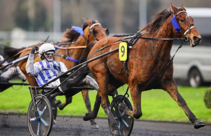 PMU – Arrivo del quinte domenica 15 dicembre a Parigi-Vincennes: Inexess Bleu ancora una volta intrattabile