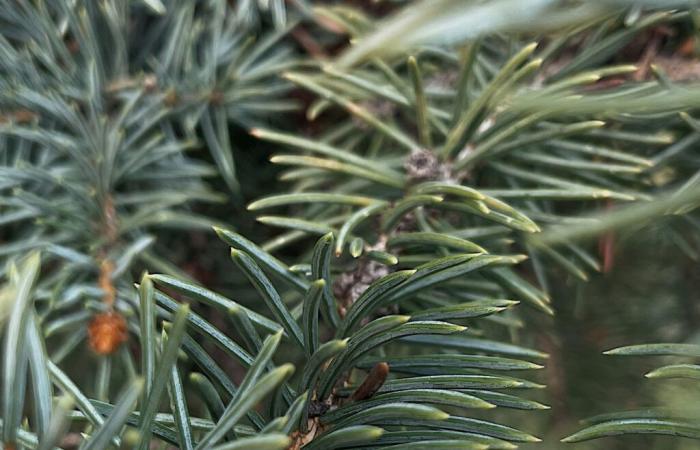 L’albero di Natale ha spine o aghi?