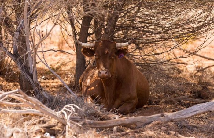 Diverse città del NSW dovrebbero raggiungere temperature record a causa dell’ondata di caldo