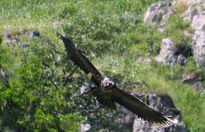 “Uccelli straordinari”: gli uccelli europei sotto i riflettori