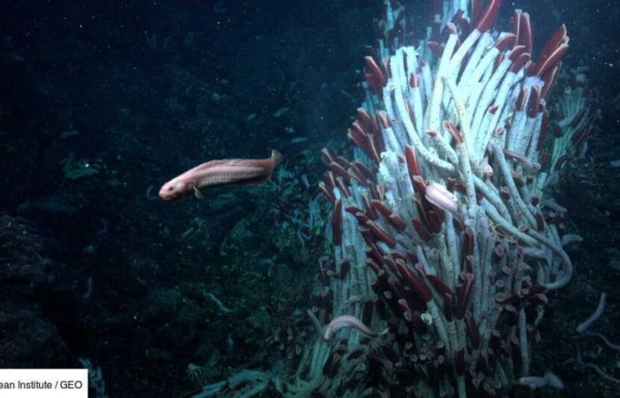 Vermi giganteschi sciamano sotto la superficie della terra, nelle grandi profondità del mare