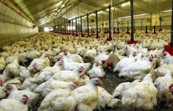 Allarme inflazione: i prezzi di sardine e pollo salgono (di nuovo)