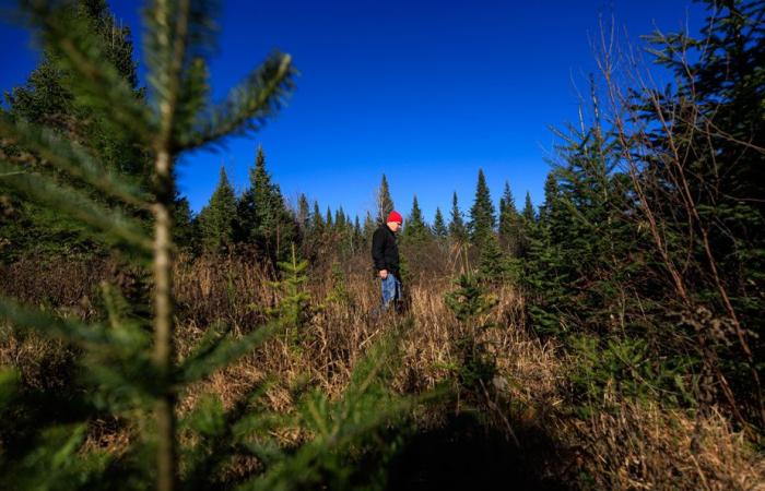 La foresta verde del signor Tremblay