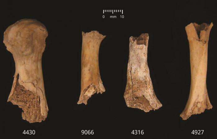 Si dice che un episodio di cannibalismo di massa abbia avuto luogo 4.000 anni fa in Inghilterra