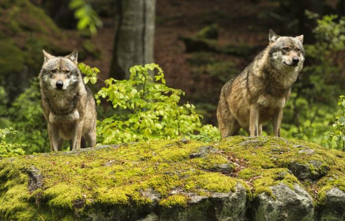 Popolazione di lupi in Francia: il comunicato stampa ufficiale e la nostra analisi