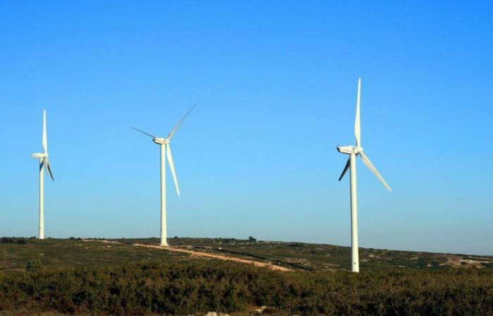 France Nature Environnement porta EDF in tribunale per la morte di centinaia di falchi ai piedi delle turbine eoliche di Aumelas