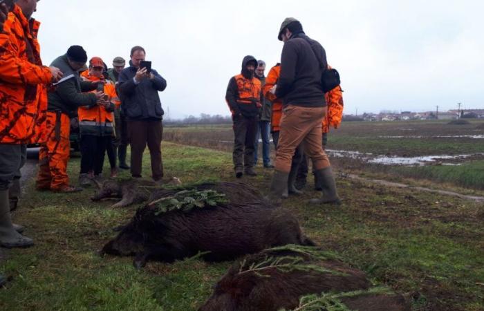 Côte-d’Or: grande caccia al cinghiale organizzata venerdì 20 dicembre sull’altopiano di Chenôve