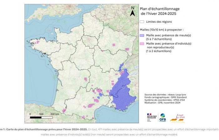 Popolazione di lupi in Francia: il comunicato stampa ufficiale e la nostra analisi