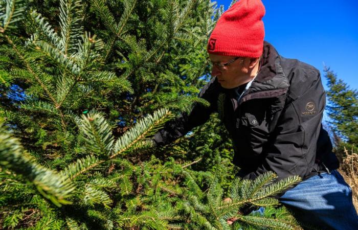 La foresta verde del signor Tremblay