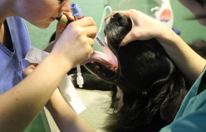 Una clinica veterinaria a Lille propone prezzi “solidarietà”.