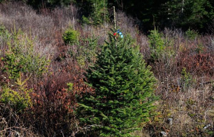 La foresta verde del signor Tremblay