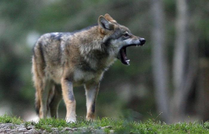 Animali: le Alpi francesi vogliono poter uccidere più lupi