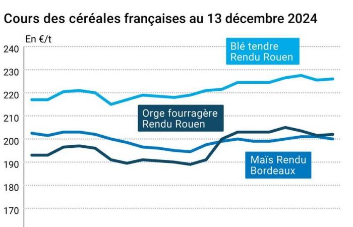 COTidienne | Cereali – L’aumento del raccolto cinese spinge al ribasso i prezzi mondiali dei cereali