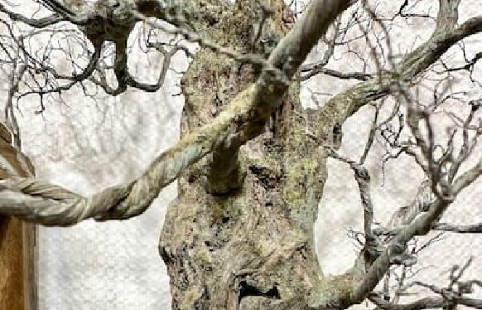 Gli ultrarealistici bonsai in metallo ossidato di questo ex restauratore di case medievali confondono i visitatori della Fiera delle Arti e dei Mestieri