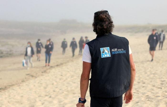 Côtes-d'Armor. La LPO sta reclutando tre persone per la sua stazione Ile Grande