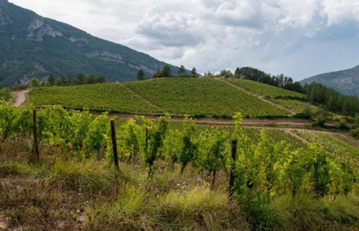 nella Drôme, grande preoccupazione per Clairette-de-Die