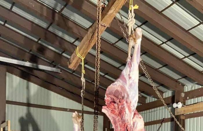 Mercato nero di carne selvatica a Kahnawake