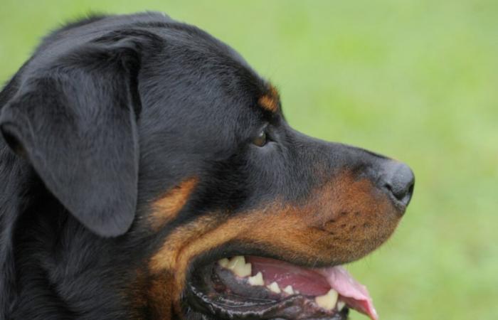 Attacco ZH Rottweiler: denunce penali contro il proprietario