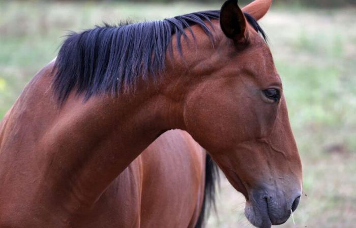 Una cavalla mutilata scoperta dal suo allevatore nelle Ardenne