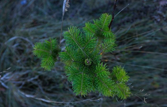 La foresta verde del signor Tremblay