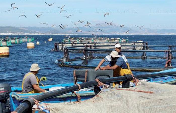 Biodiversità marina: il Marocco rafforza il suo ruolo nell’attuazione dell’accordo BBNJ