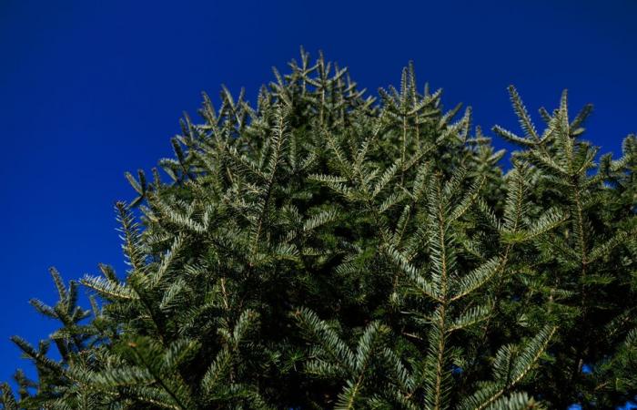 La foresta verde del signor Tremblay