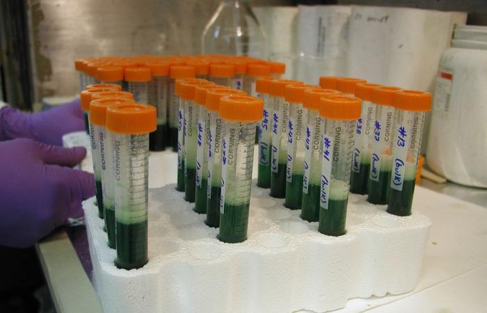 Stati Uniti: una donna acquista un kit del DNA e aiuta a risolvere un omicidio irrisolto