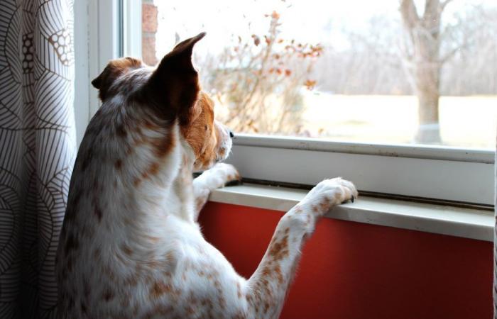 Il cane non abbaia e la Fed passerà