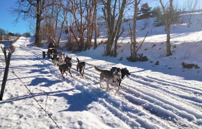 La quarta Course des Sources attira musher da tutta la Francia e anche oltre