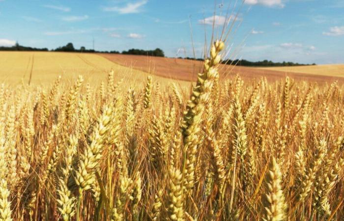 No al ritiro anticipato del flufenacet in Francia