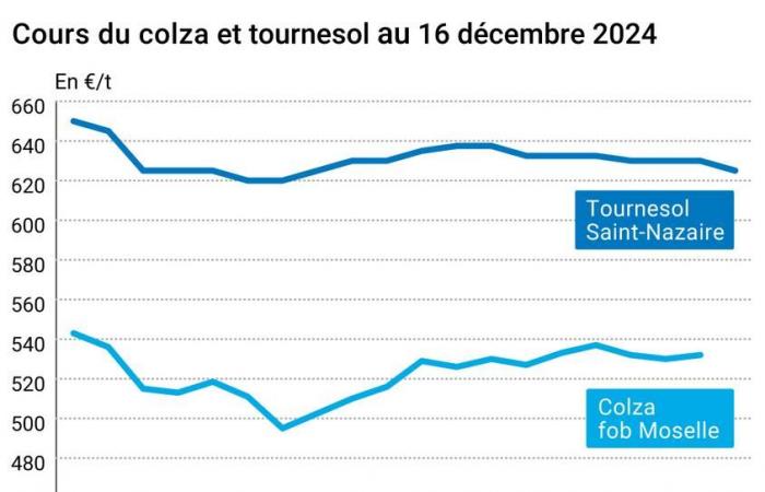 COTidienne | Semi oleosi – Calano i prezzi della colza su Euronext con l'installazione di una chiusa temporanea sulla Mosella