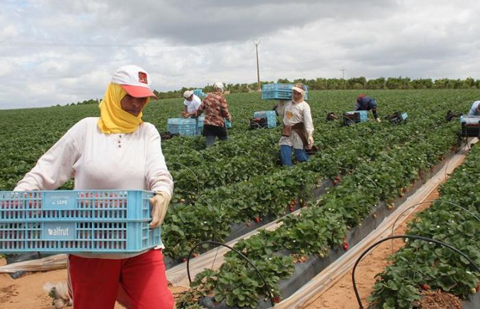 Inizio del reclutamento di lavoratori stagionali marocchini a Huelva