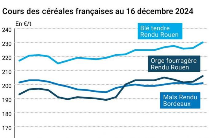 COTidienne | Cereali – L’acquisto da parte dell’Arabia Saudita di grano tenero sostiene i prezzi del grano