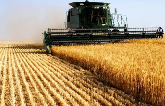 La siccità minaccia la campagna cerealicola 2025 – AgriMaroc.ma