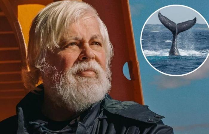 Paul Watson ha risparmiato l’estradizione poiché la Danimarca rifiuta la richiesta del Giappone