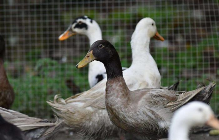 Influenza aviaria: mutazioni che rafforzano la paura della trasmissione da uomo a uomo