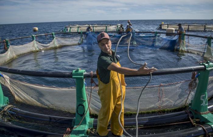 Acquacoltura: 200 allevamenti installati per un obiettivo produttivo di 124.000 tonnellate annue