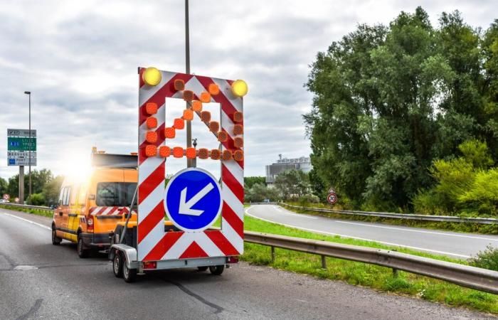 un centinaio di maiali bloccano l'autostrada nel bel mezzo della partenza per le vacanze