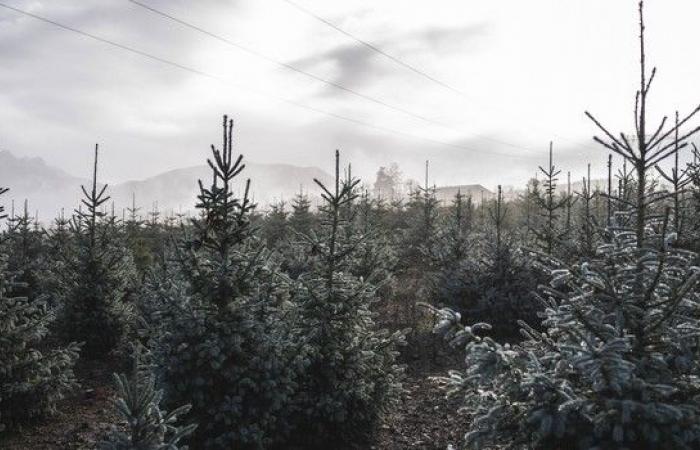 Quando l'albero di Natale diventa un problema per i polmoni – LINFO.re