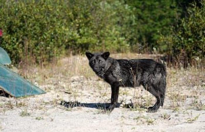 Anteprima del Quebec: cuccioli orfani reintegrati nelle nostre foreste