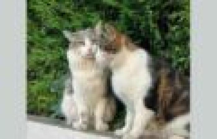 un'alleanza di solidarietà per i gatti in difficoltà ⋆ Savoir Animal