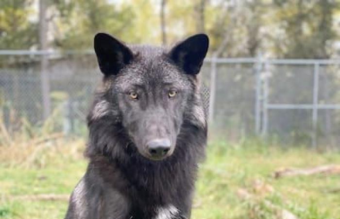 Anteprima del Quebec: cuccioli orfani reintegrati nelle nostre foreste