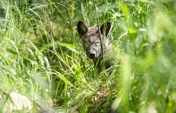 Anteprima del Quebec: cuccioli orfani reintegrati nelle nostre foreste