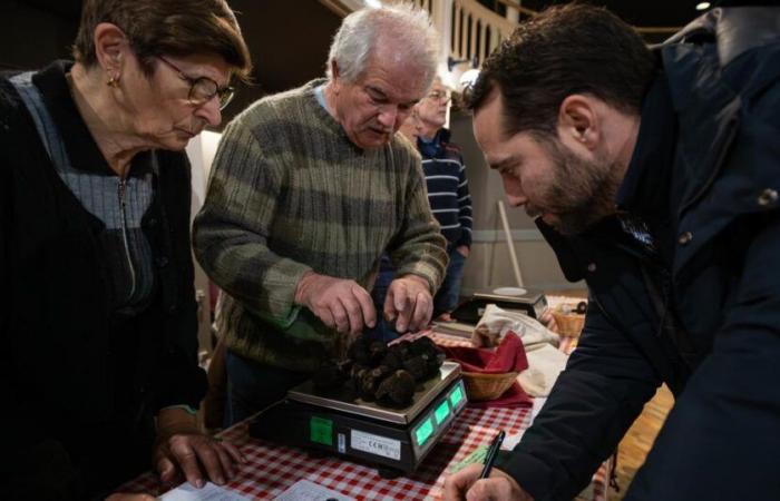 tartufo, l'oro nero della Charente-Maritime