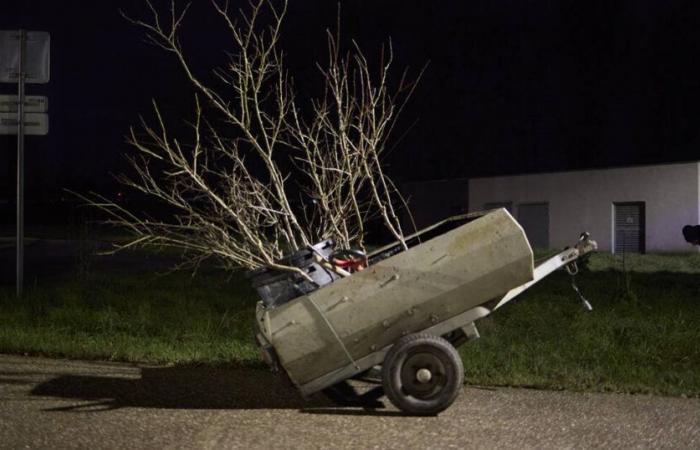 Gli attivisti verdi coltivano susini di notte a Nancy – Libération