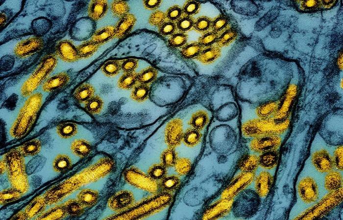 “La circolazione del virus H5N1 evidenzia le interdipendenze di tutti gli esseri viventi”