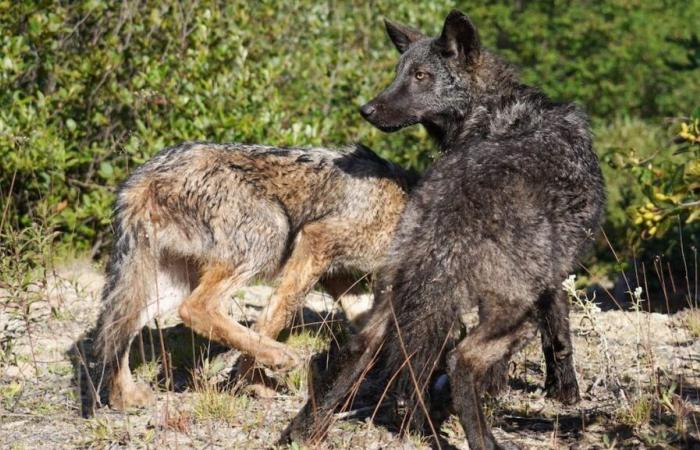 Anteprima del Quebec: cuccioli orfani reintegrati nelle nostre foreste