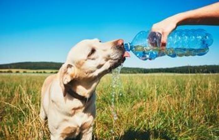 Il più antico antenato dei mammiferi aveva l'aspetto di un cane ma con i denti a sciabola!