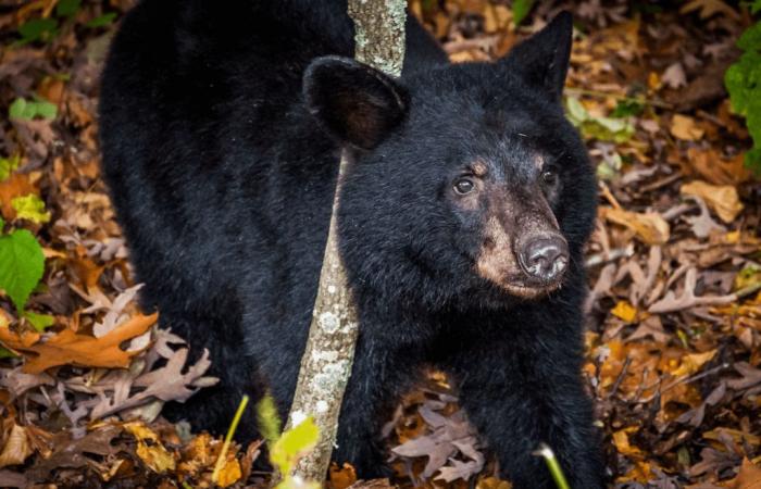 Virginia: un cacciatore muore schiacciato da un orso colpito dal suo compagno di squadra