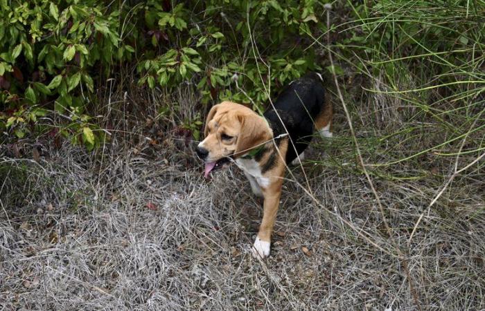 “Si sono persi o sono caduti in un dirupo”: vigili del fuoco, droni, veterinario… un dispositivo molto grande è stato utilizzato per ritrovare due cani da caccia dispersi in una foresta vicino a Perpignan